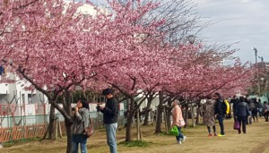 旧中川堤の桜